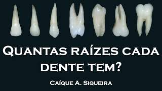 Quantas raízes cada dente tem Você sabe  Anatomia Dental [upl. by Nede53]