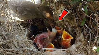 Baby tailor bird looking hungry and mother is busy in cleaning nest BirdPlusAnimals [upl. by Salakcin162]