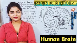 Brain Parts amp Function  Forebrain Midbrain Hindbrain  Control amp Coordination  Full Explanation [upl. by Purse]