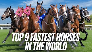 Top 9 Fastest Horses In The World  The Fastest Horses in the World [upl. by Airdnala798]