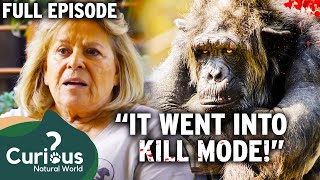 Intelligent Yet 100 DEADLY Insane Chimpanzee Attacks Owner  Full Episode  Curious Natural World [upl. by Aillij]