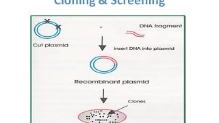 Recombinant Protein Expression in Ecoli [upl. by Oznofla]