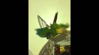 Pineapple and yellow sided conure mating [upl. by Yup]