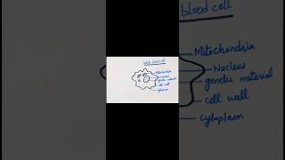 How to draw a general diagram of white blood cellviralshorts biologydiagrams ytshorts youtube [upl. by Ruenhcs]