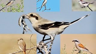 10 minutes documentary about 6 Shrikes of Cyprus by George Konstantinou [upl. by Maurer256]