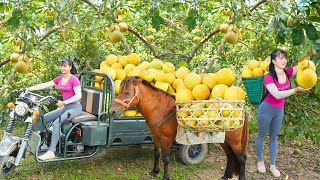 Use 3wheeled Vehicle Harvesting Many Grapefruit Goes To The Countryside Market Sell  Farm Life [upl. by Amr]