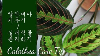 칼라데아 마란타 키우기  실내 식물 관리 calathea maranta care tip [upl. by Nue526]