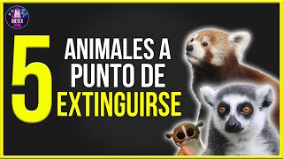 10 ANIMALES EN PELIGRO DE EXTINCION 2018 [upl. by Eissoj]