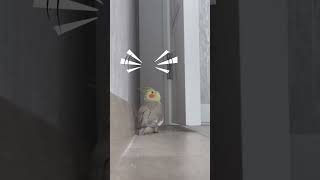 Female Cockatiel CALLING MALE 😀 Cockatiel Flock Call  Cockatiel Sounds  Cockatiel Bird Shorts [upl. by Acsicnarf]