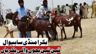 Bakra Mandi sahiwal mein bahut khubsurat bacchon wali bakriyan a plus Zafar Bakra TV [upl. by Dwight]