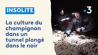 Une champignonnière dans un tunnel plongé dans le noir [upl. by Ellehsad]