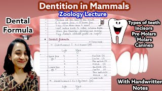 Dentition in mammals  Types of teeth  Dental formula  Easy to learn  Dont memorize [upl. by Loats]