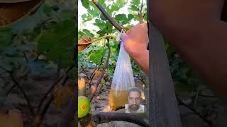 A Bag Of Water Would Do The Bending Work For Fruit Tree Branches farming ideas agriculture [upl. by Ymmat938]