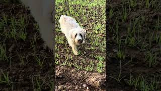 Barney dog wants to play 🐶 ❤️ 😃 tibetanterrier funnyanimals doglife [upl. by Erihppas361]