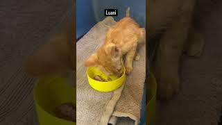 Luani Die Reise vom Straßenleben ins Familienglück animalhelp tierheim cat cats [upl. by Eleira276]