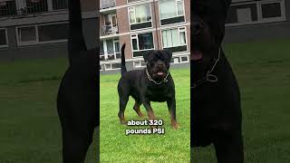 Doberman vs Rottweiler fight [upl. by Nahtan]