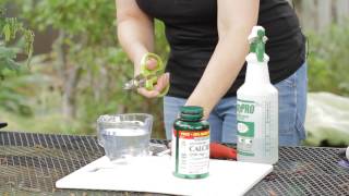 How to Make a Calcium Spray for Tomatoes  Garden Space [upl. by Siberson]