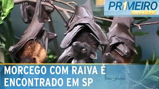 Morcego com vírus da raiva é encontrado na zona oeste de SP  Primeiro Impacto 040424 [upl. by Enia635]