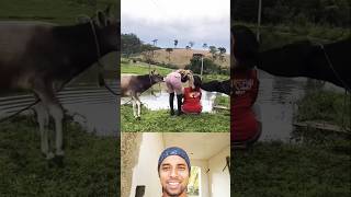 Funny Cow 🐄shorts youtubeshorts funnyshorts [upl. by Chesna]