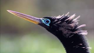 Anhinga or Cormorant [upl. by Nnoj909]