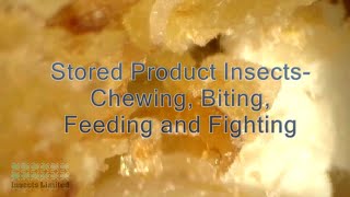 Stored Product Insects Chewing Biting Feeding and Fighting [upl. by Indys990]