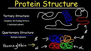 Protein Structure  Primary Secondary Tertiary amp Quarternary  Biology [upl. by Sullecram]