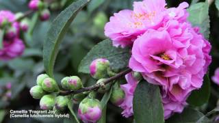 How to Flower Camellias in Containers [upl. by Dombrowski459]