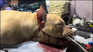 Micro American Bullie Ear cropping Process and How to after care cropped Ears [upl. by Salamanca]