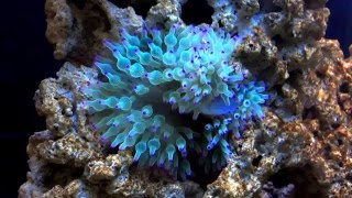 Green Bubble Tip Anemone Feeding [upl. by Euqirne492]