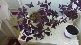 OXALIS How to grow oxalis TRİANGULARİS UYKU ÇİÇEĞİ ÖZELLIKLERİ [upl. by Hayman]