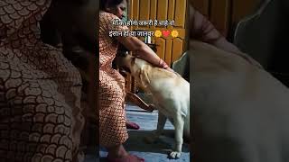 Maa To Maa Hoti Hai Na ❤️🌼❤️shorts viralshorts shortsfeed dog doglover funny labrador pets [upl. by Yelich]