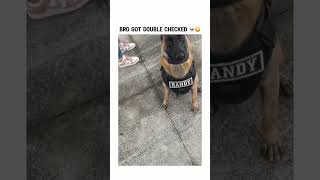 Bro got double checked lol bruh funny dog dogs subscribe trending [upl. by Shurwood354]