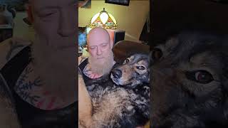 Man Saves Wolfdog  They are Now Bonded for Life [upl. by Ynatirb]