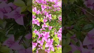 Bougainvillea blooming gardeningsummer flowersbougainvillea shorts ytshorts [upl. by Alanson]