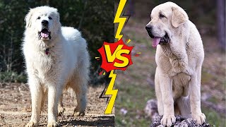 DOG TERMINATORs  SPANISH MASTIFF VS GREAT PYRENEES [upl. by Feer]