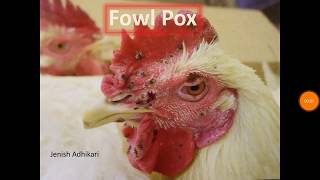 Fowl Pox PDF [upl. by Adnawal]