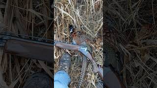 Pheasant Hunting Pt II pheasanthunting pheasant pheasants pheasant [upl. by Jemina187]