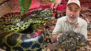 OUR GIANT ANACONDA GAVE LIVE BIRTH 😱 [upl. by Groark]