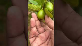 Guava harvest  grape guava  Botanical Name Psidium guajava L Family Myrtaceae asmr [upl. by Nyrhtakyram]