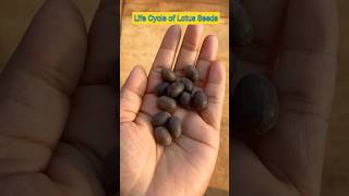 Life Cycle of Lotus Seeds in 14 Seconds shorts lotusseed ytshorts viral shortfeed plants [upl. by Uaerraj]