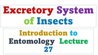 Excretory system of insects  Entomology lectures in urdu hindi [upl. by Adnam]