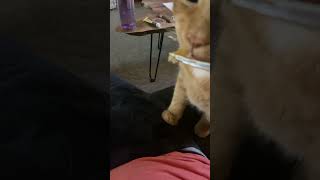 Mooching 😻 orangecats orangecatbehavior orangecatsofyoutube sharingiscaring ytshorts [upl. by Lraed]