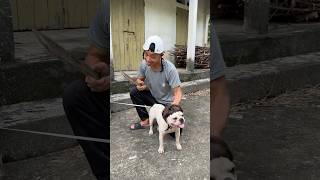 Help Me 🙏😭😭 pet doglover dog [upl. by Brick]