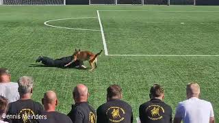 KNPV Policedogs 2024 gunshot attack [upl. by Breh]