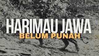 Harimau Jawa Belum Punah [upl. by Rehpotsirahc753]