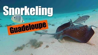 Snorkeling  Guadeloupe 1080p HD [upl. by Egan597]