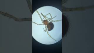 Heartbeat of a Spider Under Microscope science microscope spider [upl. by Ancalin604]