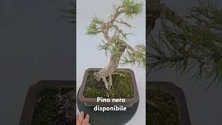 Kikka di pino nero in vaso bonsai spedizione in tutta Europa bonsai japan [upl. by Crysta743]