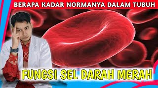 Fungsi Sel Darah Merah dan Berapa Kadar Normalnya Dalam Tubuh  dr Andi [upl. by Kaitlin597]