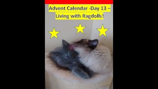 Advent Calendar  Day 13 Living with Ragdolls [upl. by Sirronal]